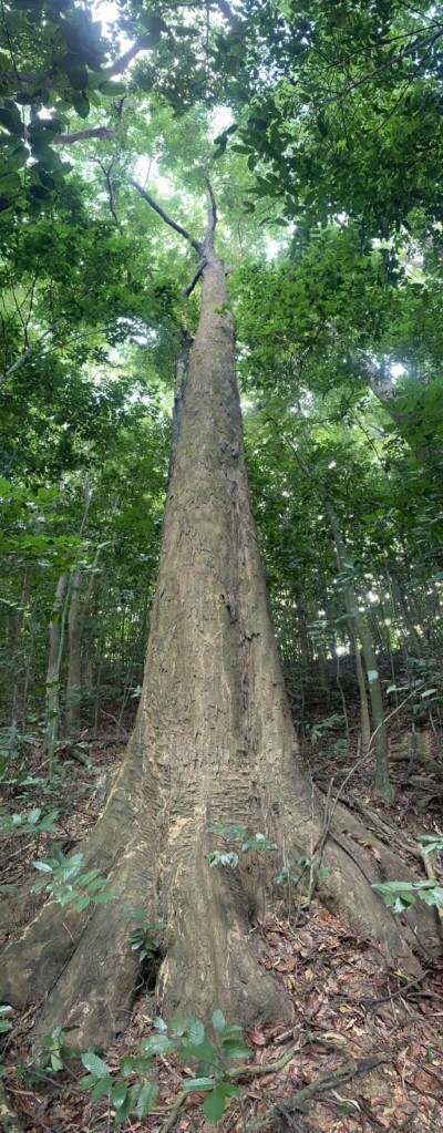 生長在第2225號自然保安林地中一柱沖天的大樹，胸徑約100-105 cm